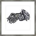 Saw-whet Owl Framed Print