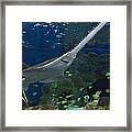 Sawfish In An Aquarium Framed Print