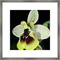 Sawfly Orchid Flower Framed Print