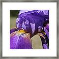 Purple Iris Closeup Framed Print