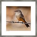 Say's Phoebe On A Barbed Wire Framed Print