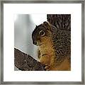 Scared Squirrel Framed Print