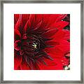 Scarlet Dahlia Framed Print