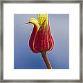 Scarlet Leatherflower Framed Print