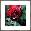 Red Rose Bloom Framed Print
