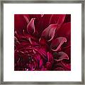 Scarlet Spiral Framed Print