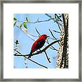 Scarlet Tanager Framed Print