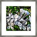Scenes From The Garden-- White Bouquet Framed Print