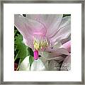 Schlumbergera Framed Print