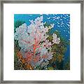 Schooling Fish And Coral Reef, Raja Framed Print