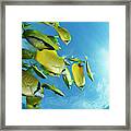 Schooling Milletseed Butterflyfish Framed Print