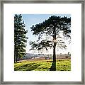 Scots Pines And Heathland Framed Print
