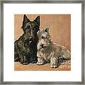 Scottish Terrier Framed Print