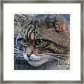 Scottish Wildcat Framed Print