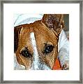 Scrappy The Jack Russell Framed Print