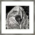 Screamin Eagle Framed Print