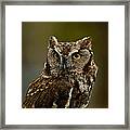 Screech Owl Framed Print