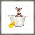 Scruffy Terrier In A Bath Tub Framed Print
