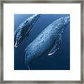 Scuba Diver Approaches Adult Female Humpback Whale (megaptera Novaeangliae) And Younger Male Escort, Roca Partida, Revillagigedo, Mexico Framed Print
