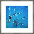 Scuba Divers Descending Into Deep Blue Framed Print