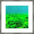 Sea Bottom Covered With Green Algae, St Framed Print