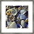 Sea Glass And Shells Framed Print