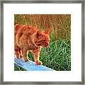Sea Grass Tabby Cat Framed Print