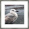 Sea Gull By The Ocean Shore Framed Print