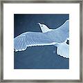 Sea Gull Over Icy Water Framed Print