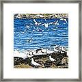 Sea Gulls Across The Bay Framed Print