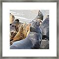 Sea Lion Colony Framed Print