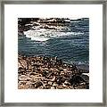 Sea Lions At La Jolla Cove Framed Print