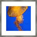 Sea Nettles V 3 Framed Print