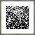 Sea Of Bicycles 3 Framed Print