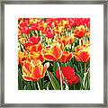Sea Of Red And Orange Tulips - Full Framed Print