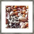 Sea Shells Upclose 5 Framed Print