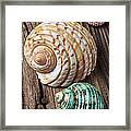 Sea Shells With Urchin Framed Print