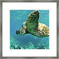 Sea Turtle Fly Framed Print