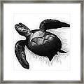 Sea Turtle Framed Print