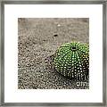 Sea Urchin Framed Print