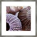 Sea Urchins Framed Print