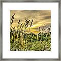 Seagrass Sunset Framed Print