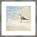 Marco Island Seagull Framed Print