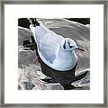 Seagull And Water Reflections Framed Print