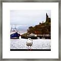 Seagull At Moil Castle Framed Print