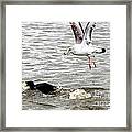 Seagull Chasing Coot For Food Framed Print