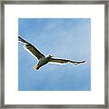 Seagull Framed Print