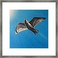 Seagull In Flight Framed Print