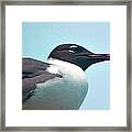 Seagull Portrait Framed Print