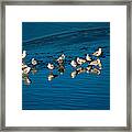 Seagulls On Frozen Lake Framed Print